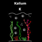 C&P Aquaplants Kalium Dünger Grafik mit stilisierten Wasserpflanzen und Kalium-Symbolen zur gezielten Nährstoffzugabe